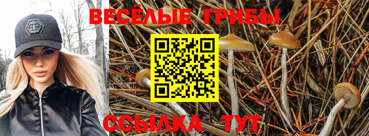 Псилоцибиновые грибы Cubensis Советская Гавань